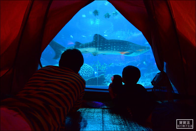 最夯的海底露營，夜宿鯨鯊館新玩法 | 珠海長隆海洋王國三日遊，睡在帳篷內看著鯨鯊從眼前游過，獨享世界最大鯨鯊水族館