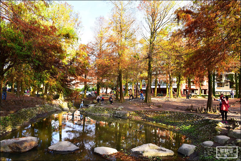 宜蘭 | 羅東運動公園落羽松正紅，最好親近的落羽松公園，拍下公園一年中最美的時刻