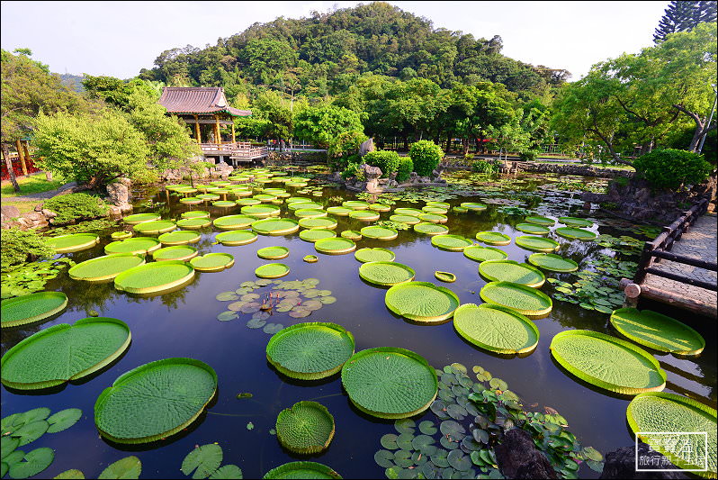 台北夢幻庭園免費看 | 雙溪公園，大王蓮季開跑，7~9月最佳觀賞期，還可免費乘坐