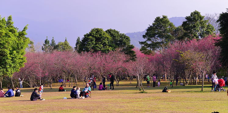 《 南投櫻花野餐 》2019暨南大學櫻花季，席座賞櫻就像到日本一樣的賞櫻感受