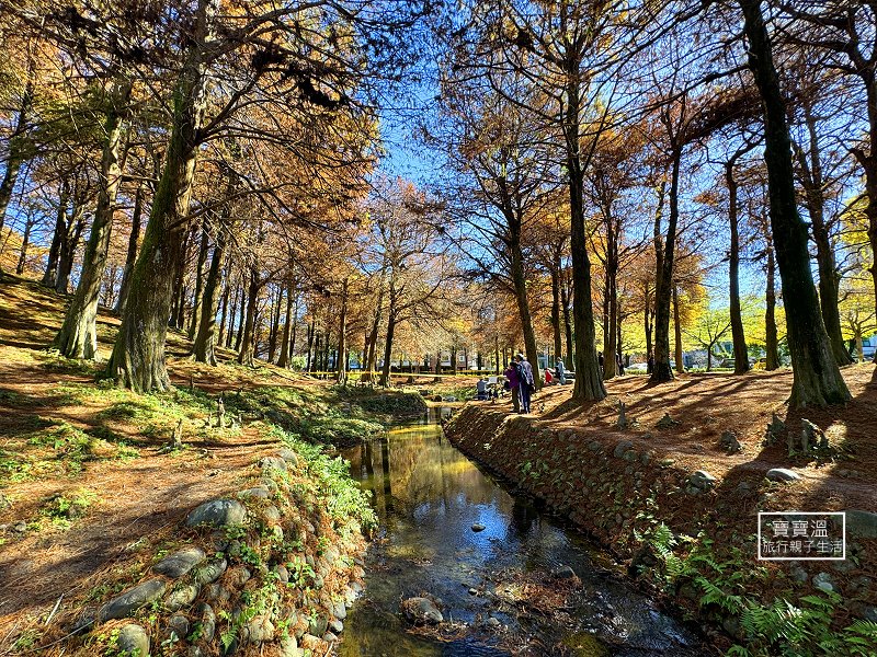 宜蘭 | 羅東運動公園落羽松正紅，最好親近的落羽松公園，拍下公園一年中最美的時刻