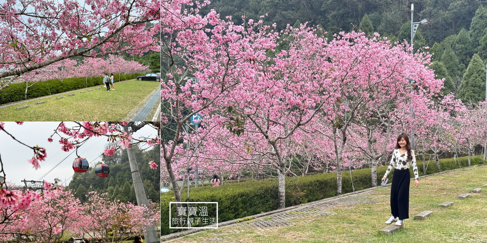 南投賞櫻【日月潭纜車站】300棵富士櫻盛開，最美纜車站就是這，停車直接賞花