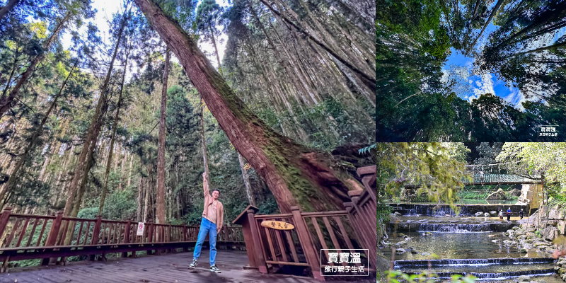 【杉林溪樂山步道】杉林溪最好走的柳杉林步道, 樂山樂水, 起點賞花, 終點賞瀑布