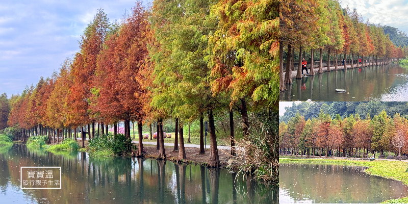 桃園大溪景點【月眉人工濕地生態公園】免費落羽松景點, 超過350棵環形水岸落羽松