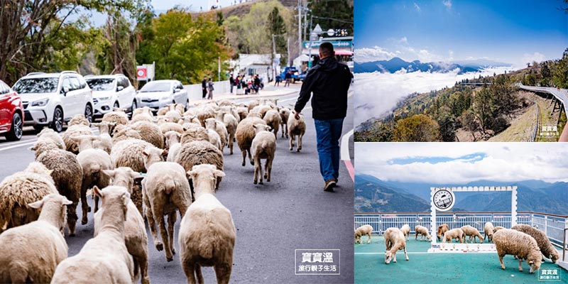 清境農場奔羊節》跟著綿羊奔馳山道, 清境奔羊節行進路線, 接駁車資訊, 交通攻略