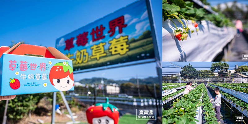 台中景點【草苺世界】季節限定草苺園, 採草苺免門票, 高架草苺園輕鬆採