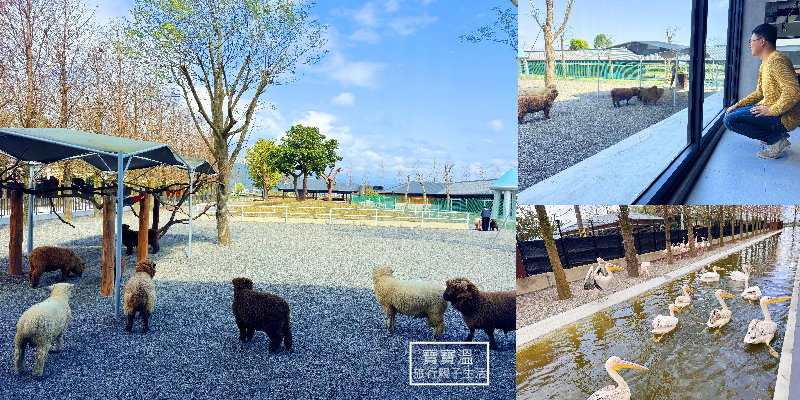 【宜蘭樹懶餐廳】全新萌寵景觀餐廳, 用餐就能免費進園看泰迪羊, 紅鸛, 高地牛, 還能餵鵜鶘