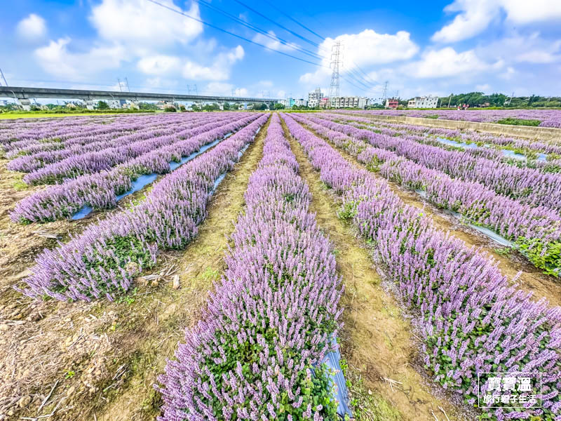 2025桃園仙草嘉年華》三麗鷗酷洛米紫爆登場, 夜市等級美食市集, 富岡鐵道藝術生活節一起玩, 交通資訊/接駁車班次/亮點活動整理