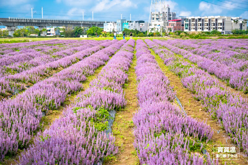 2025桃園仙草嘉年華》三麗鷗酷洛米紫爆登場, 夜市等級美食市集, 富岡鐵道藝術生活節一起玩, 交通資訊/接駁車班次/亮點活動整理