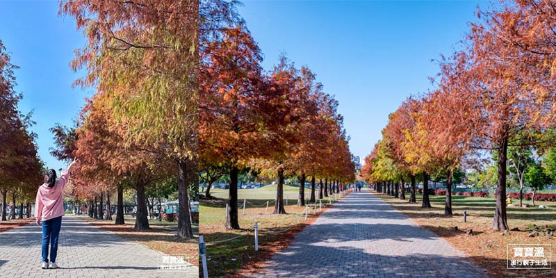 台中特色公園【南興公園】台中落羽松大道, 網美最愛米奇樹, 搭捷運就能看到落羽松