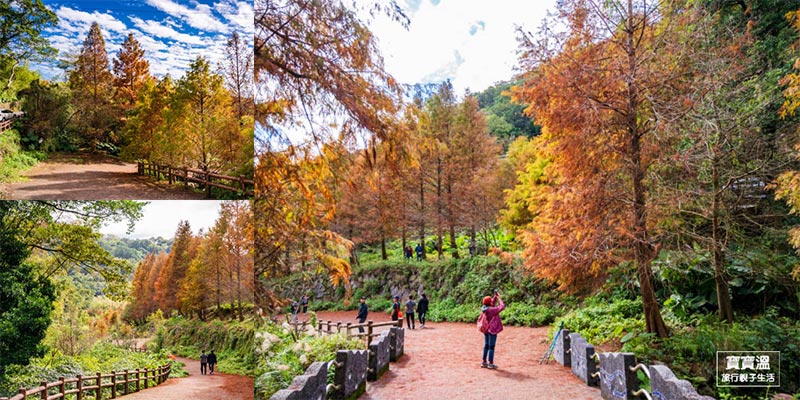 台北落羽松【永公路落羽松】陽明山落羽松秘境, 唯美S型落羽松大道隨便拍都美