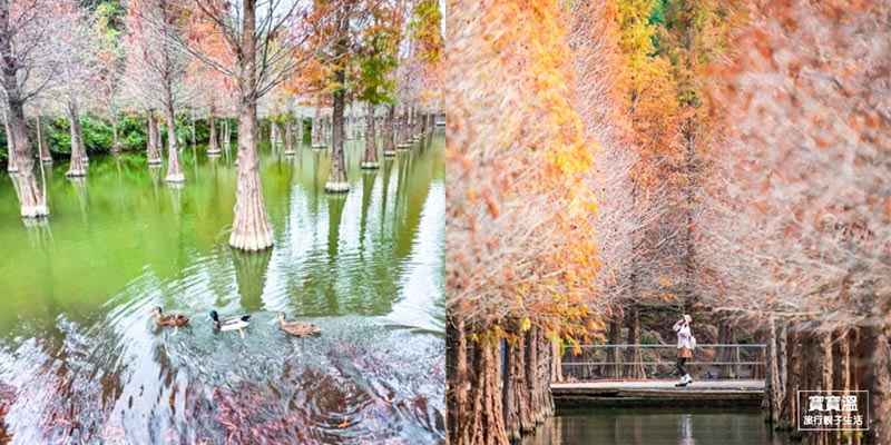 苗栗落羽松【苗栗三灣落羽松】超夢幻金黃落羽松秘境莊園, 台3線101K爆紅落羽松, 免門票還能看鴨鴨