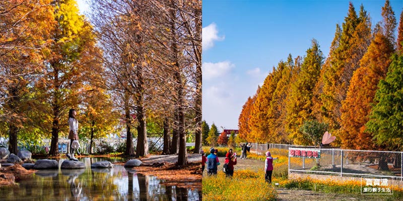 台中落羽松【后里泰安羽粼落羽松】森林系落羽松秘境, 超唯美水上落羽松, 冬季必拍景點