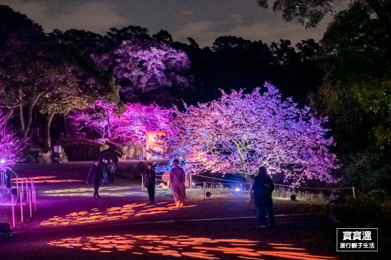 天元宮夜櫻》新北賞櫻景點, 期間限定視覺系賞櫻景點, 不只白天美夜晚更美, 賞櫻花期/最新花況/交通資訊