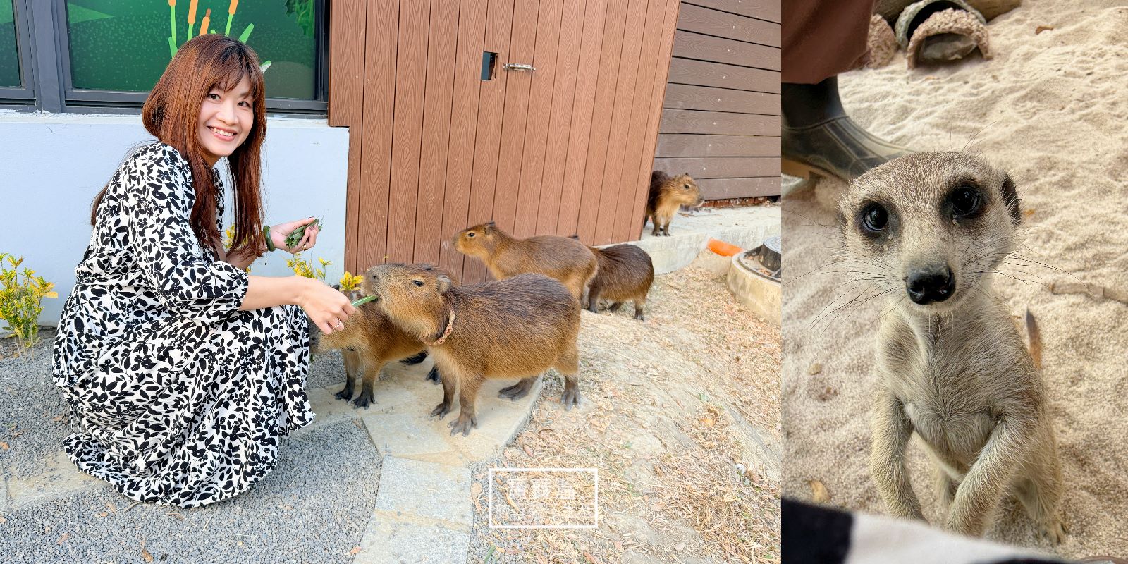 高雄【野森動物學校】全區動物都可以近距離互動, 最推沙丘部落, 狐狸谷, 天羽觀鳥台(預約/交通/門票資訊一次看)