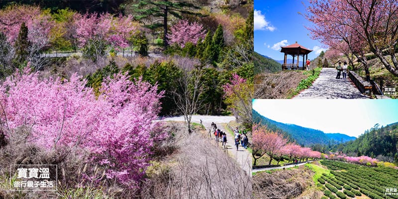 武陵農場櫻花季》春季限定賞櫻勝地, 兩萬株櫻花林浪漫登場, 附賞櫻攻略/交通資訊/住宿推薦