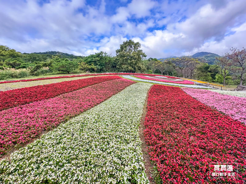 台北北投社三層崎公園花海｜ 台版北海道富良野 夢幻彩虹花毯(交通方式/停車資訊)