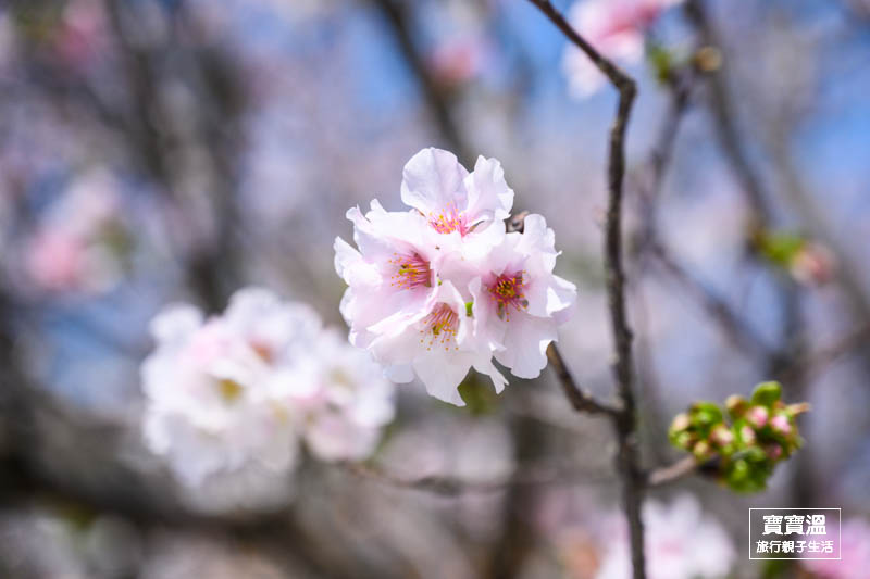 林口竹林山觀音寺櫻花季 | 新北必去櫻花公園, 昭和櫻吉野櫻步道, 附上交通資訊/周邊景點
