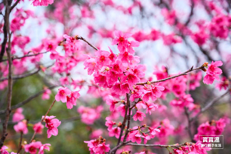 林口竹林山觀音寺櫻花季 | 新北必去櫻花公園, 昭和櫻吉野櫻步道, 附上交通資訊/周邊景點