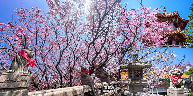 林口竹林山觀音寺櫻花季 | 新北必去櫻花公園, 昭和櫻吉野櫻步道, 附上交通資訊/周邊景點
