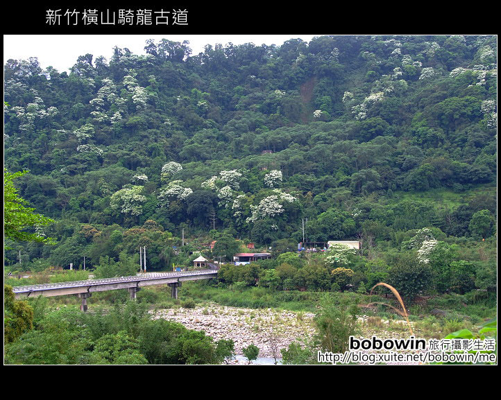 [ 新竹 ] 橫山騎龍古道賞桐花