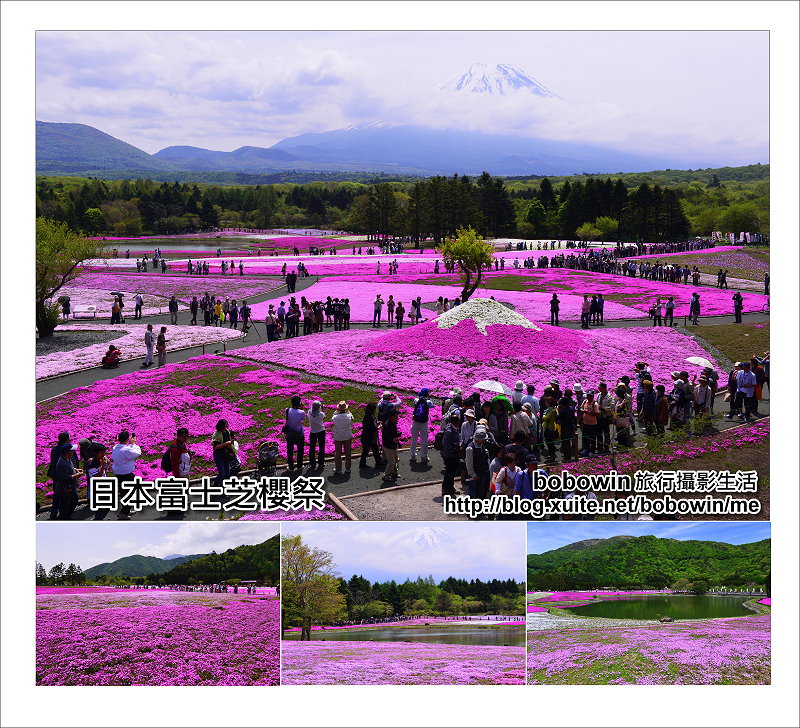 [ 日本山梨 ] 富士芝櫻季~此生難忘的富士山腳花海美景