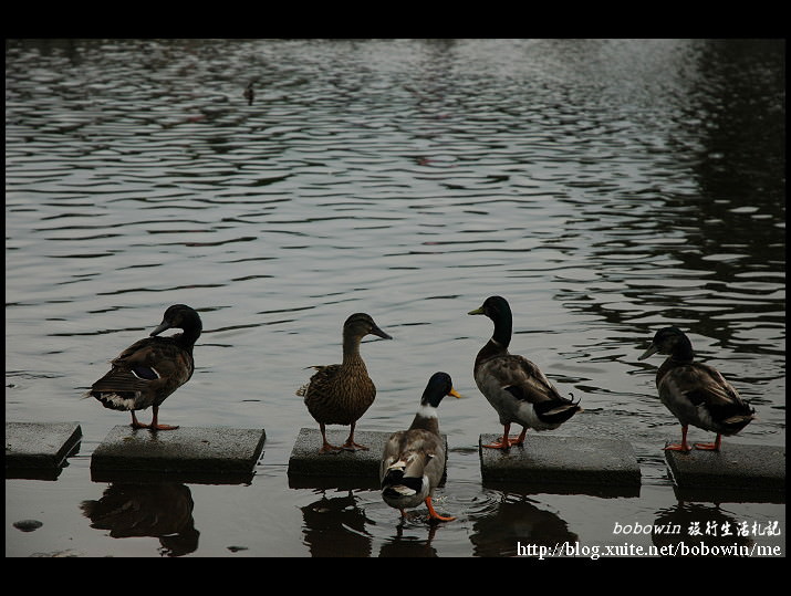 DSC_9738.JPG - 羅東運動公園