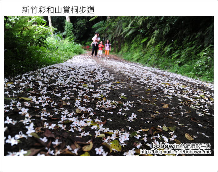 [ 新竹賞桐去 ] 關西彩和山賞桐步道