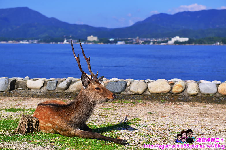 DSC_2_0314.JPG - 搭船遊嚴島神社