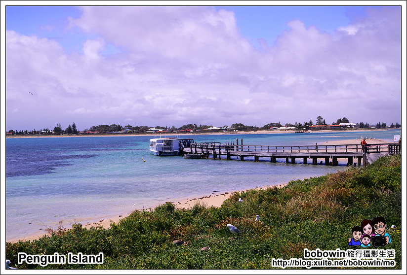 《 澳洲伯斯 》Perth Penguin Island 企鵝島